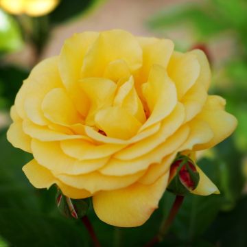 Rose 'Arthur Bell' - Hybrid Tea Rose