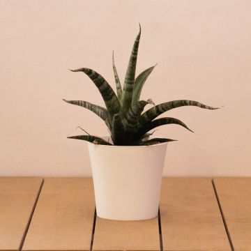 Sansevieria trifsciata - Mother in Law's Tongue