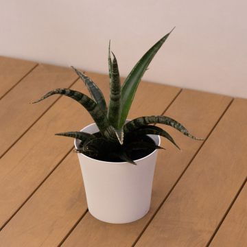Sansevieria trifsciata