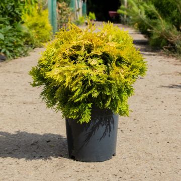 Thuja occidentalis 'Anna's Magic Ball'