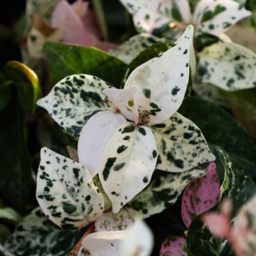 Trachelospermum jasminoides Chameleon - Rare Pink & White Variegation