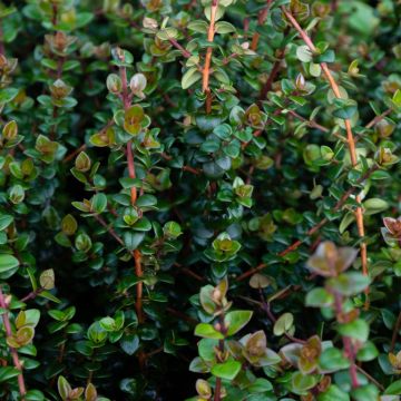 Ugni molinae ‘Pretty Berry’ - Chilean guava