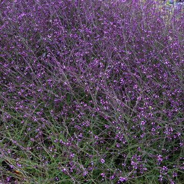 Verbena officinalis var. grandiflora 'Bampton'