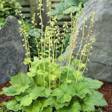 Tellima grandiflora - Fringe Cup Plant