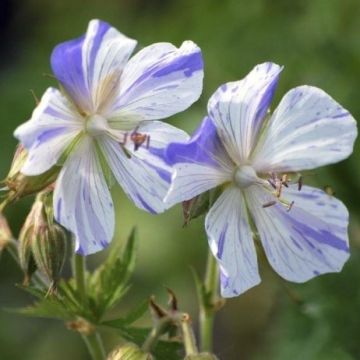 Geranium pratense Splish Splash - Cranesbill