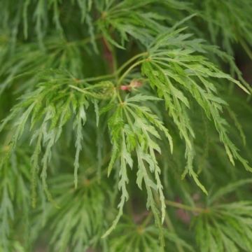 Weeping Acer Japanese Maple Tree - Dissectum Emerald Lace