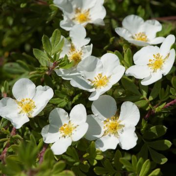 Potentilla fruticosa. Abbotswood