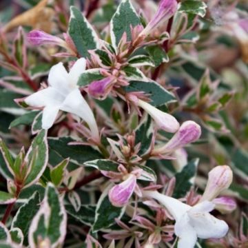 Abelia grandiflora Sparkling Silver - Large Confetti Abelia