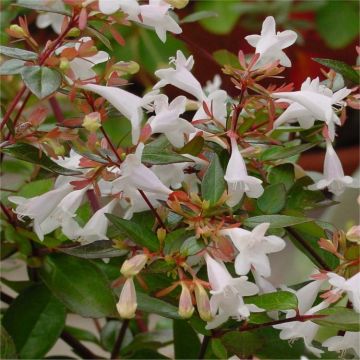 Abelia Grandiflora