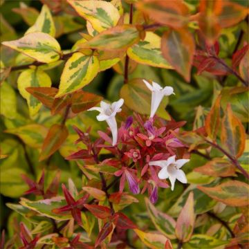 Abelia Kaleidoscope - Multicoloured Abelia