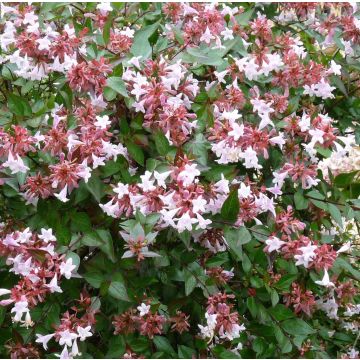 Abelia Grandiflora Lucky Lots