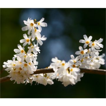 Abeliophyllum distichum - White Forsythia - in Bud and Bursting into Bloom