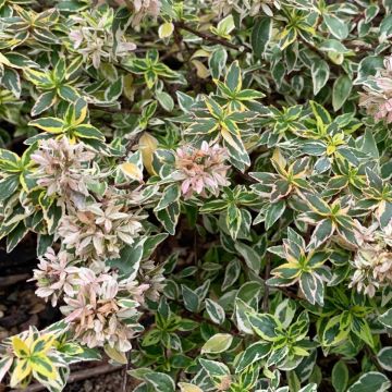 Abelia Radiance