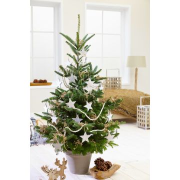 LARGE Potted Blue Cone Korean Fir - Abies Koreana - Fresh Christmas Tree 150-180CM  + Immediate Dispatch +