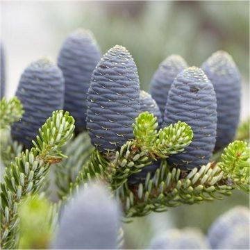 Abies Koreana - Blue Cone Korean Fir - LARGE - 60-80cm Tree