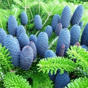 LARGE Potted Blue Cone Korean Fir - Abies Koreana - circa 120-140CM 