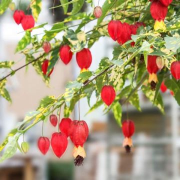 Abutilon megapotamicum variegatum