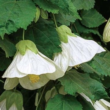 Abutilon hybrida White - Flowering Maple