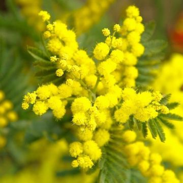 Acacia dealbata 'Gaulois Astier' - Mimosa Tree - 120-150cms