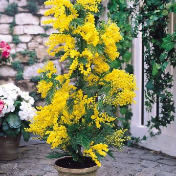 Acacia dealbata 'Gaulois Astier' - Mimosa Tree - 70-100cms