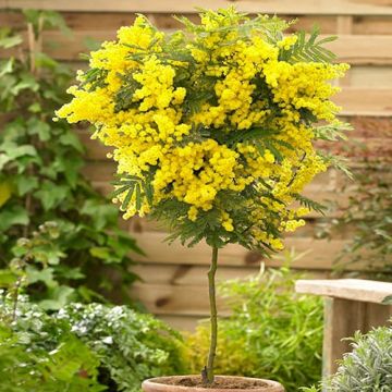 Acacia dealbata - Mimosa Tree Patio Standard