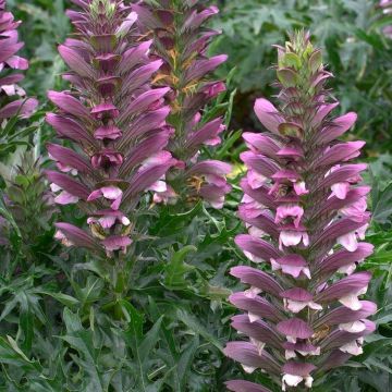 Acanthus spinosus - Bears Breeches