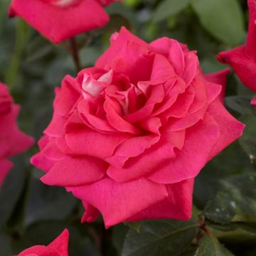 Rose Acapella