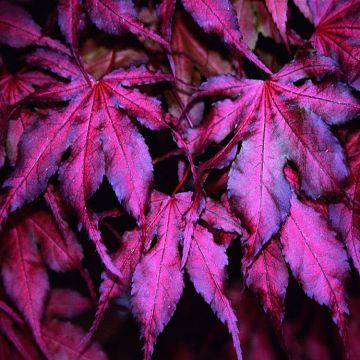 WINTER SALE - Acer palmatum Amagi Shigure - Rare Japanese Maple with Unique colouring