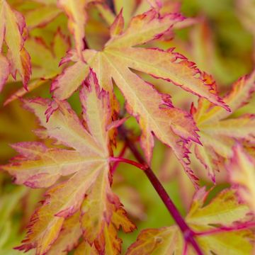 Acer palmatum Annie Irene - Japanese Maple