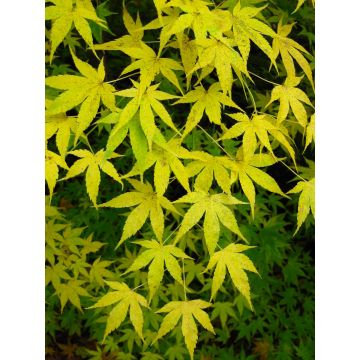 Acer palmatum Aoyagi -  Japanese Maple