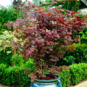 Acer palmatum atropurpureum - Purple Japanese Maple