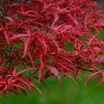 LARGE Acer Japanese Maple Tree - Beni Komachi - 100-120cms Specimen