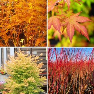 Acer palmatum Bihou - Bi Ho Golden Bark Japanese Maple Bi Hoo - Large 100-120cm Tree