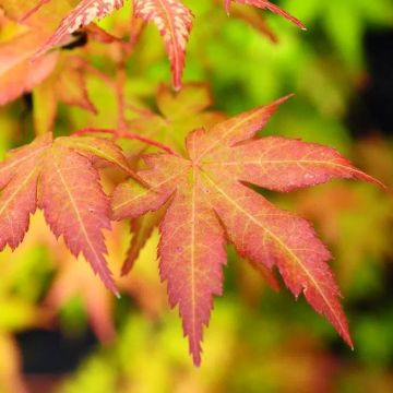Acer palmatum Bihou - Bi Hoo Golden Coral Bark Japanese Maple
