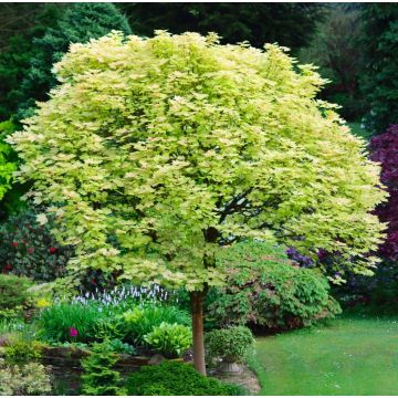 Acer pseudoplatanus 'Brilliantissimum'