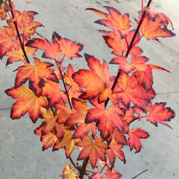 Acer circinatum Burgundy Jewel - Vine leaved Maple