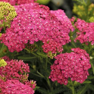 Achillea millefolium Cerise Queen - Yarrow