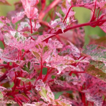 Acer × conspicuum 'Red Flamingo' - Snake bark Maple