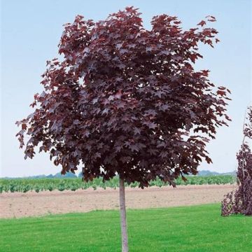 Acer platanoides Crimson Sentry - Purple Norway Maple