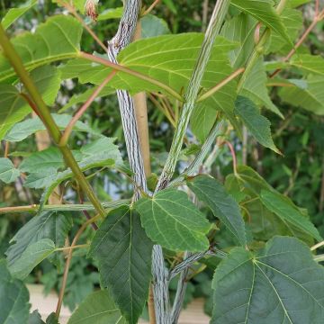 Acer davidii - Snake Bark Maple Tree - circa 150cm
