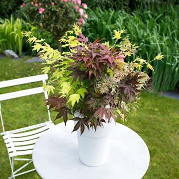 Acer palmatum Festival - Japanese Maple