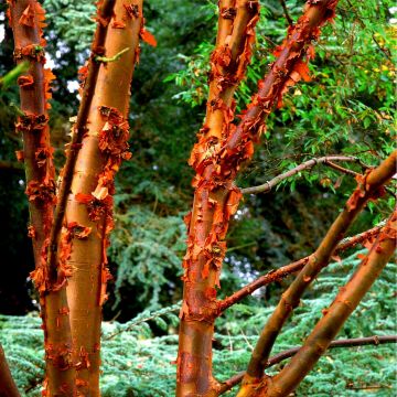 Background - Zen Garden Rare - Pink Forest