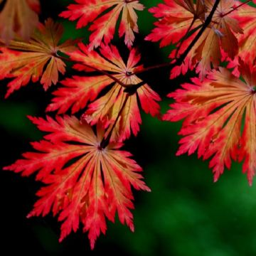 Acer japonicum Aconitifolium - Full Moon Maple