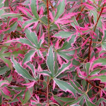 Acer palmatum Marlo - Japanese Maple