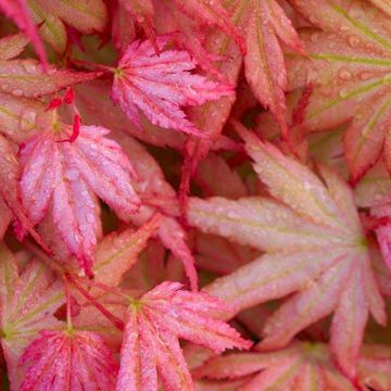 Acer Momoiro Koyasan - LARGE SPECIMEN 120-150cm Japanese Maple