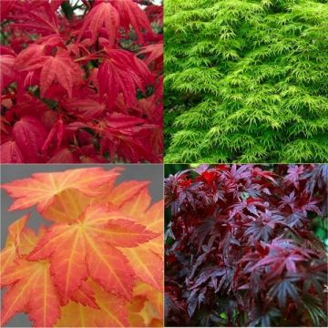 Stunning Japanese Maples - Acers Collection of FOUR Plants