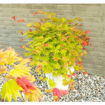 Acer shirasawanum 'Moonrise' - Japanese Maple circa 60cm tall