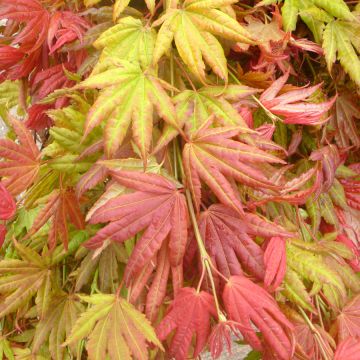 Acer shirasawanum 'Moonrise' - Japanese Maple