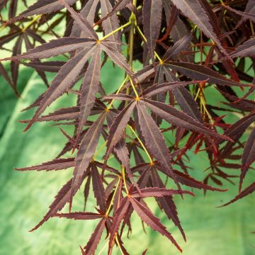 Acer palmatum Nimura Princess Japanese Maple