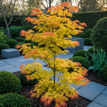 LARGE Acer Orange Dream - Japanese Maple Tree - Large circa 150cm tree